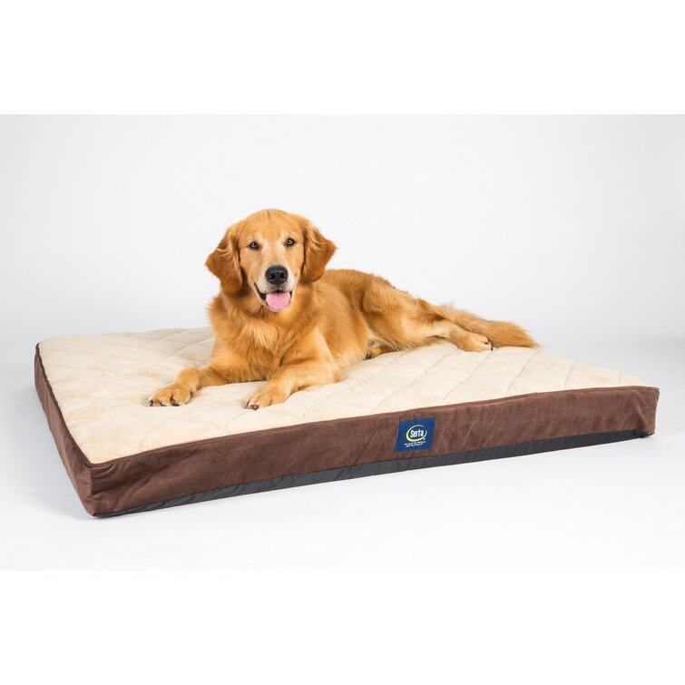 Serta always comfortable dog bed sale